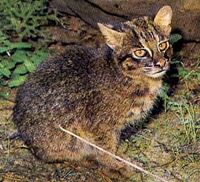 Iriomote-cat