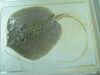 White-Edged Freshwater Whipray