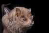 Guadeloupe big-Eyed Bat