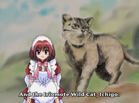 Ichigo with an Iriomote Cat