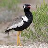 Northern Black Korhaan