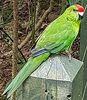 Norfolk Parakeet