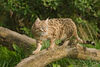 Asiatic Wildcat