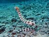 Snowflake Eel