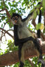 Yucatan Spider Monkey