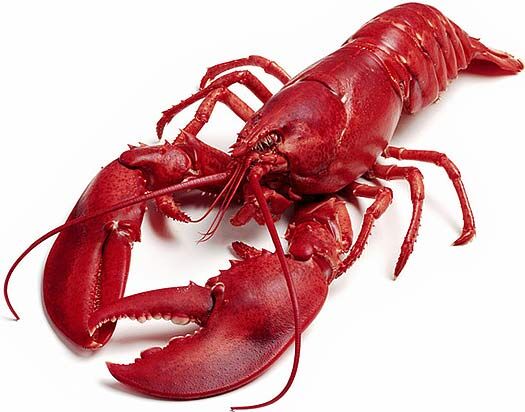 Common Lobster | Tokyo Mew Mew - Trouble at the firefly festival Wiki |  Fandom