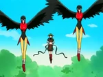 Chimera Lovebirds