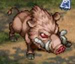 Boar