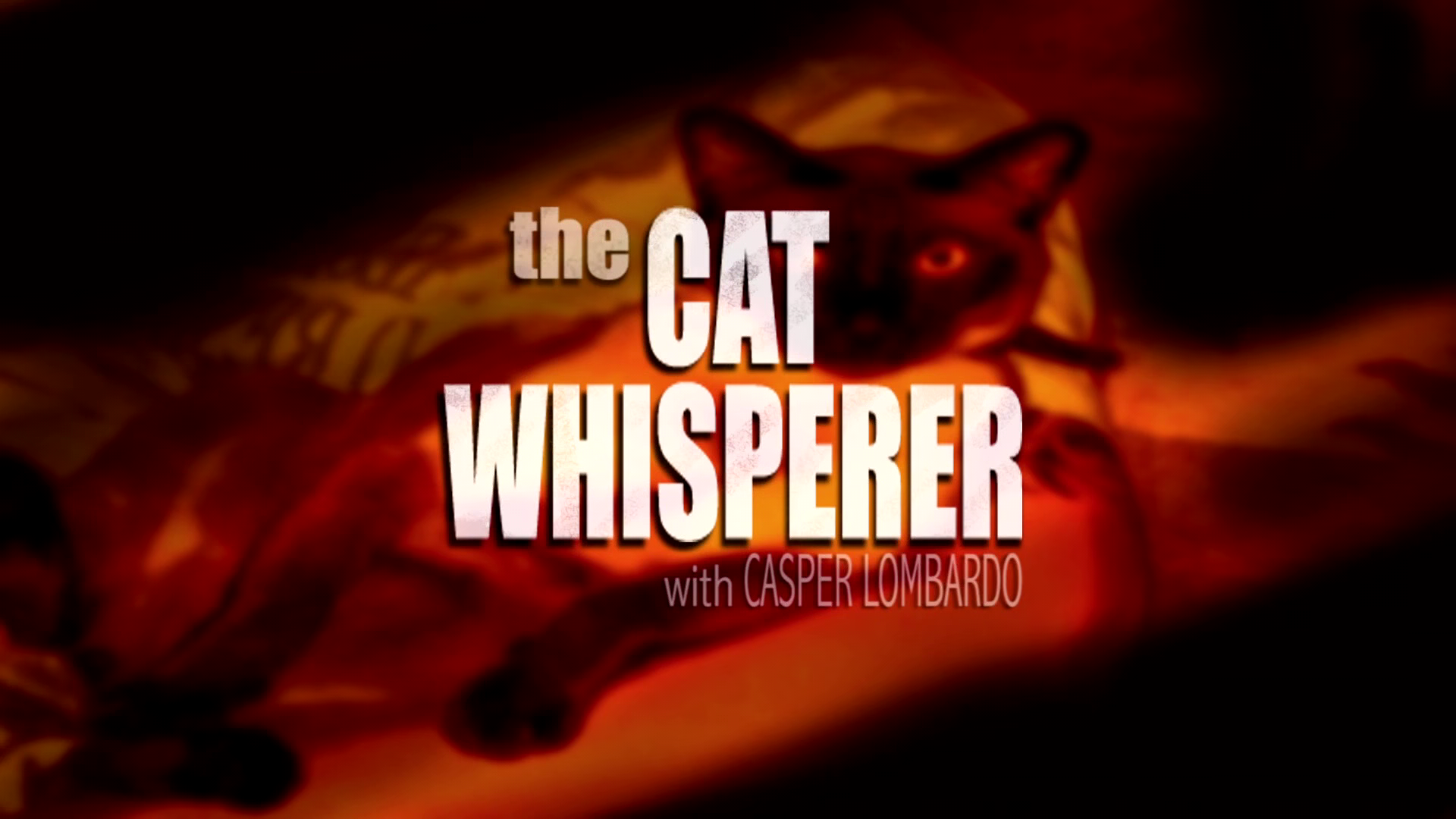 the cat whisperer