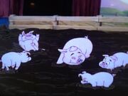 Pigs