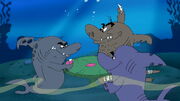 Poker Sharks.jpg