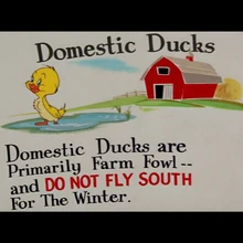 Southbound Duckling Tom And Jerry Wiki Fandom Quacker is convinced that all ducks fly south for the winter. southbound duckling tom and jerry