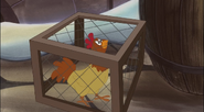 Chicken trapped in a cage