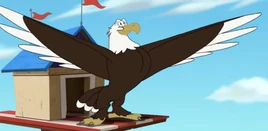 Bald Eagle