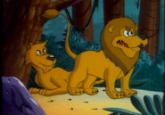 Male Lion growling