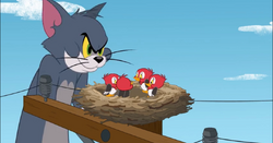 Baby Woodpecker Tom and Jerry Wiki Fandom