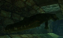 Un cocodrilo nadando en St. Francis Folly.