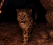Leopardo de las Nieves