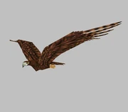Aquila