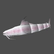 Pesce Gatto