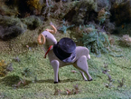 720px-Thegoat.jpg