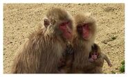 A family of baboons.