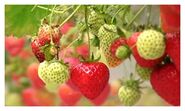 Some growing strawberries.