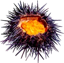 Urchin