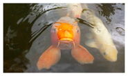 A koi fish looking at the camera.