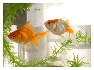 Two goldfish swimming.