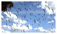 A flying flock of birds.