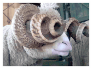 A ram with abnormally curled horns.