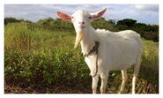 A white goat.