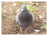 A pigeon.