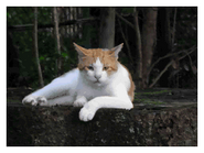 A cat laying on a tree stump.