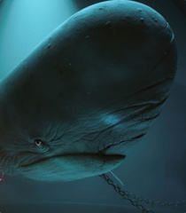 Sperm Whale | Toonboyfans2022 Wiki | Fandom Sperm Whale | Toonboyfans2022 Wiki | Fandom