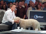 Top Gear Dog