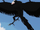 Nevermore