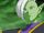 Future Zamasu