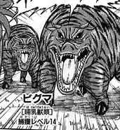 Bear Pig in the manga