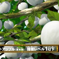 White Apple Toriko Wiki Fandom White Apple Toriko Wiki Fandom