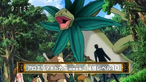 Aloe Frill-neck Lizard