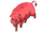 Red Haired Pig