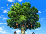 Cocomayo Tree