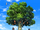 Cocomayo Tree