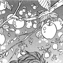 White Apple Toriko Wiki Fandom White Apple Toriko Wiki Fandom