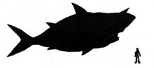DesertSharkSize