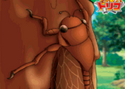 ChocoCicada.png
