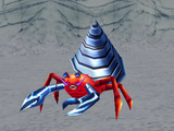 Drill Hermit Crab