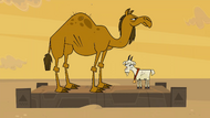 The camel and goat are won by Team Amazon and Team Chris Is Really Really Really Really Hot, respectively.